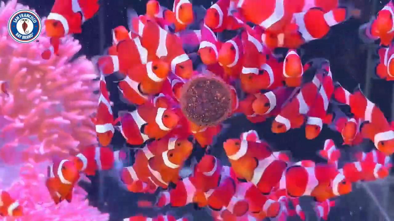 Tổng Hợp Các Dòng Thức Ăn Cho Cá Cảnh Biển Tốt Nhất