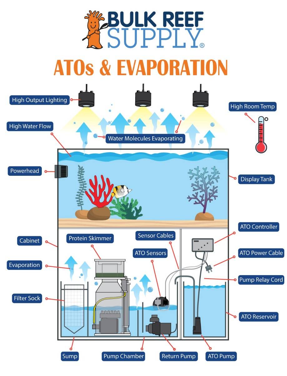 Giữ Ổn Định Độ Mặn: Cách Bù Nước Bay Hơi Cho Hồ Cá Nước Mặn Bằng Nước RO/DI