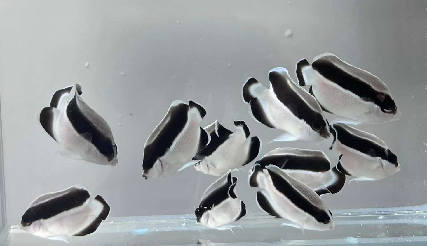 Bandit Angelfish – Siêu Phẩm Cá Thiên Thần Quý Hiếm Đã Trở Lại!