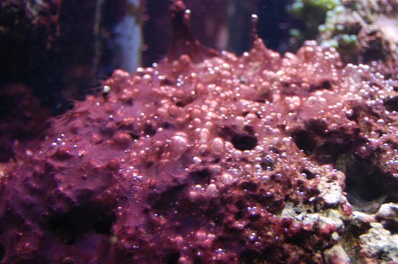 Cách xử lý Cyanobacteria trong hồ cá