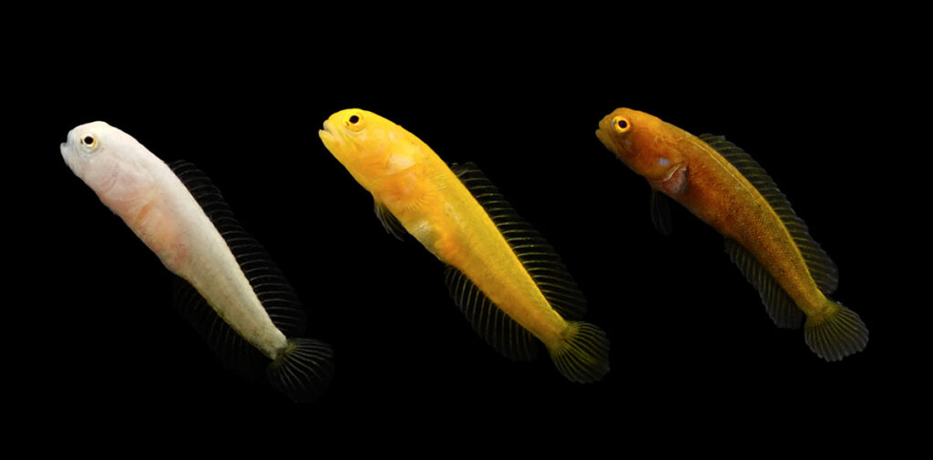 De Jong Aquaculture Thành Công Trong Việc Nhân Giống Cá Bống Chấm Xanh – Một Bước Đột Phá Trong Nuôi Trồng Thủy Sản