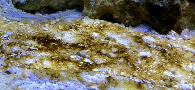 Diatom -
