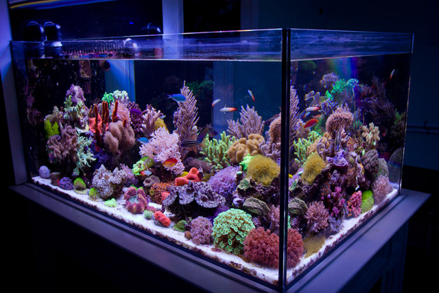 Giới Thiệu Chi Tiết Các Loại Bể Cá Biển Phổ Biến: Nano, Onlyfish, Softie Tank, Mixed Reef, SPS Dominant