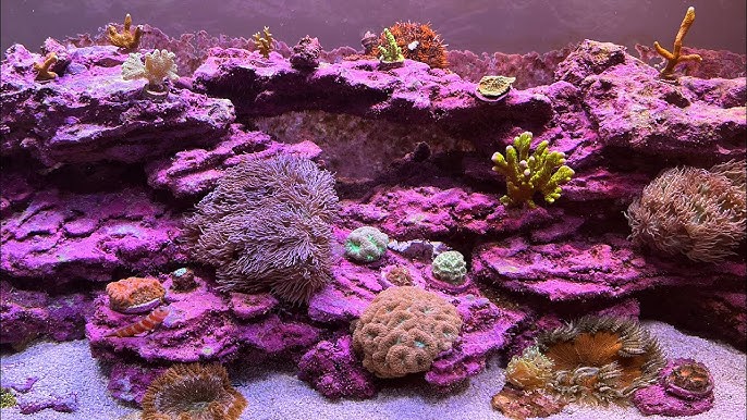 Nuôi dưỡng và phát triển tảo coralline trong hồ cá biển
