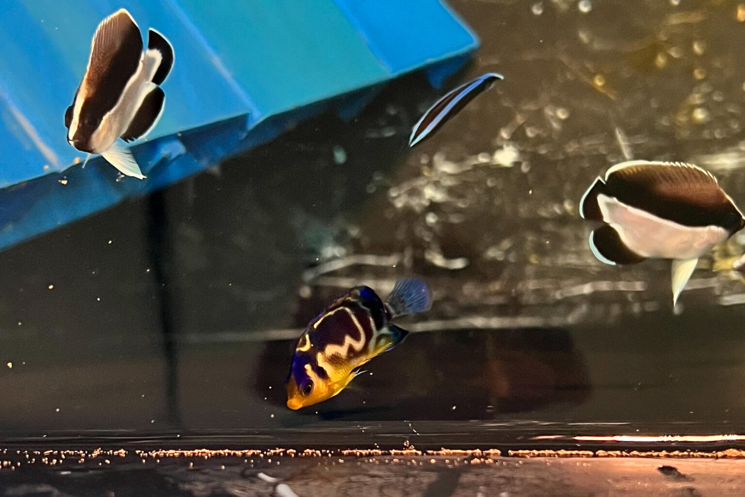 [Tin Mới] KAMIHATA FISH IND. LTD. Thành Công Lai Tạo Cá Thiên Thần Hybrid Venusta X Multifasciata Đầu Tiên Trên Thế Giới!