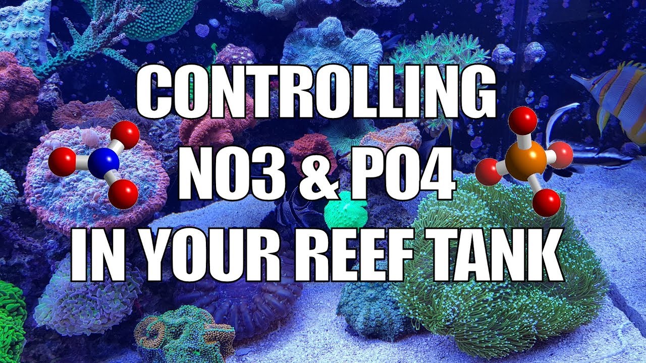 Cách Kiểm Soát Nitrate (NO₃) và Phosphate (PO₄) Trong Bể Cá Biển