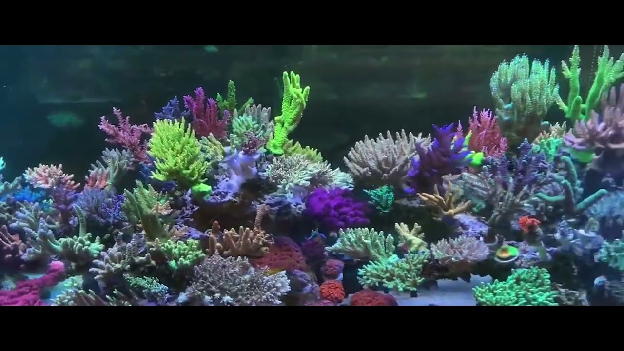 Giới Thiệu Thương Hiệu Zoox Aquarium - Giải Pháp Toàn Diện Cho Bể Cá Biển
