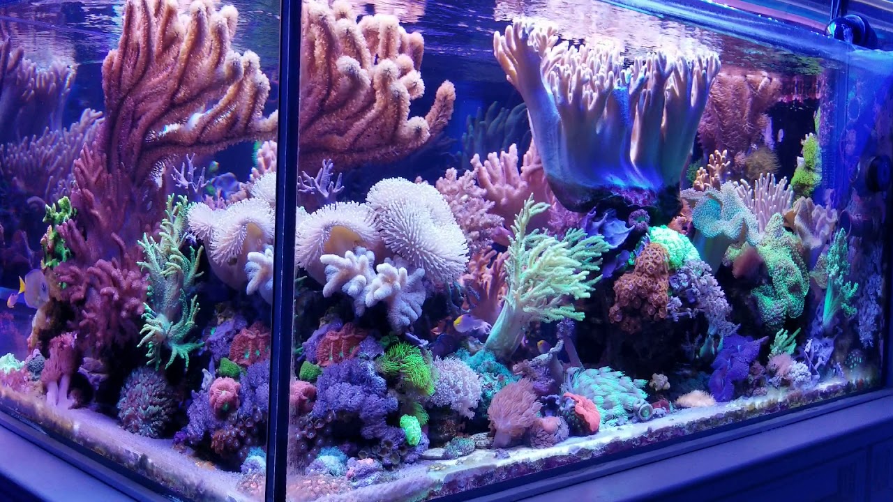 Aquatick | Hướng dẫn setup bể cá cảnh biển & san hô chuyên nghiệp (Toàn tập 2025 )