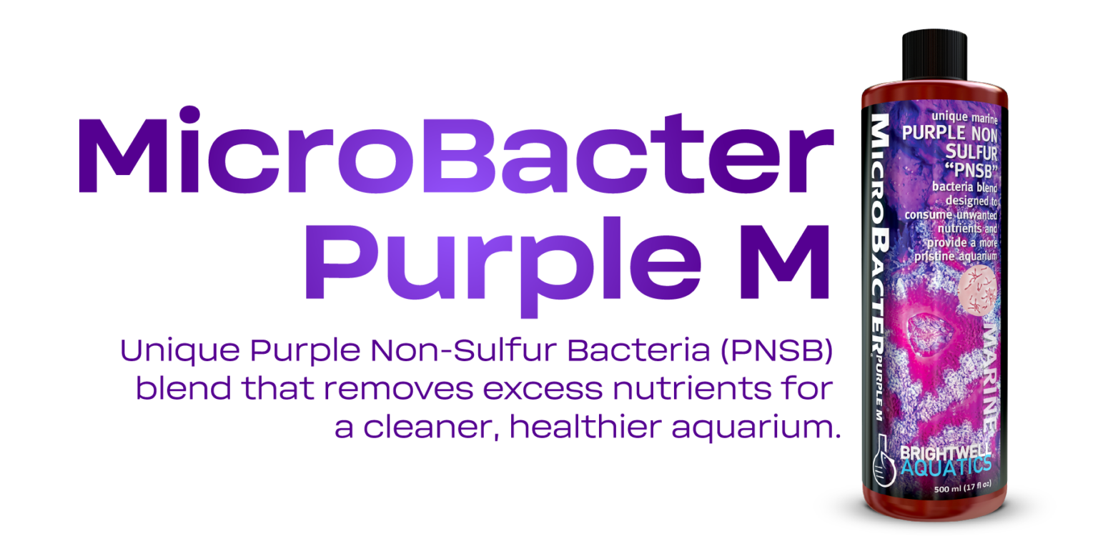Brightwell Aquatics Giới Thiệu MicroBacter Purple – Khai Phá Sức Mạnh Của PNS Bacteria!