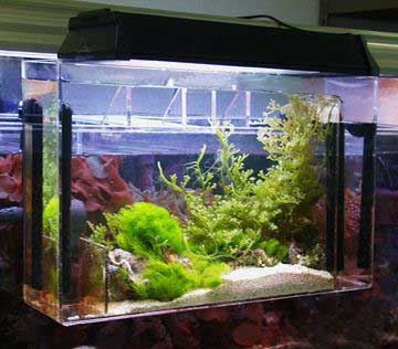 Cách thiết lập Refugium, các lợi ích mà Refugium mang lại