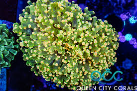 San hô Búa Holy Grail dạng phân nhánh (branching Hammer Coral – Euphyllia ancora) – màu vàng xanh chanh cực hiếm, phù hợp nuôi ghép trong hệ LPS cao cấp