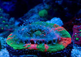 San hô Homophyllia australis ăn tôm nhỏ và thức ăn nhuyễn thể.