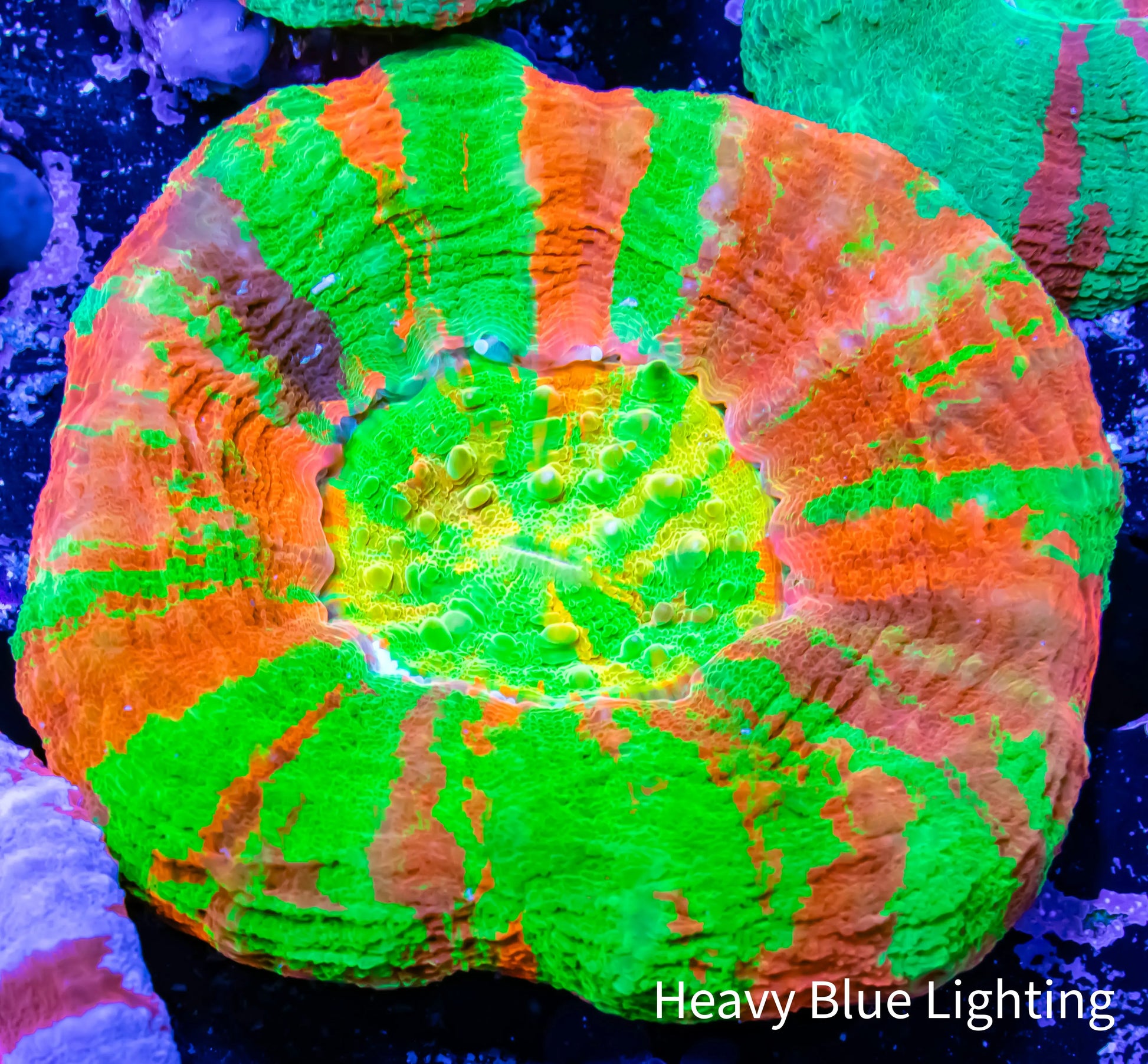 San hô Homophyllia australis trong bể cá với ánh sáng trung bình giúp duy trì màu sắc đẹp.