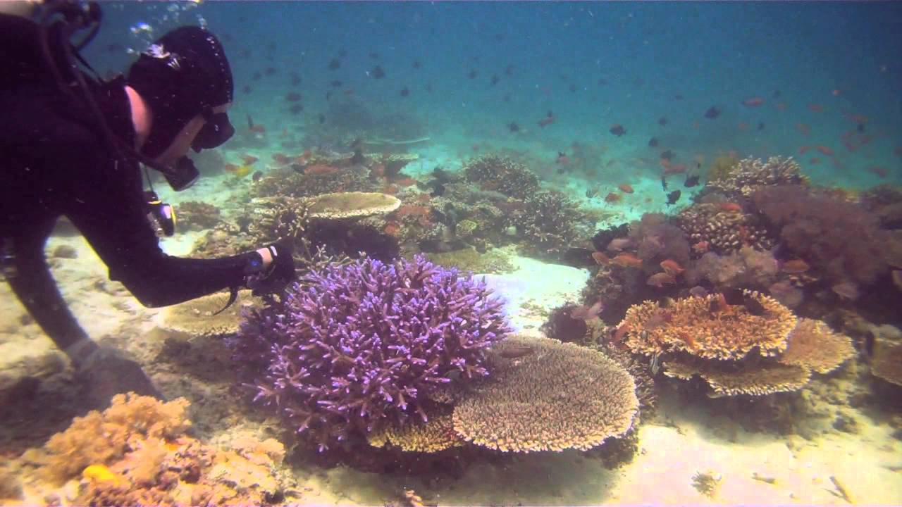 Thợ lặn khai thác Homophyllia australis từ rạn san hô Great Barrier Reef theo quy trình bền vững