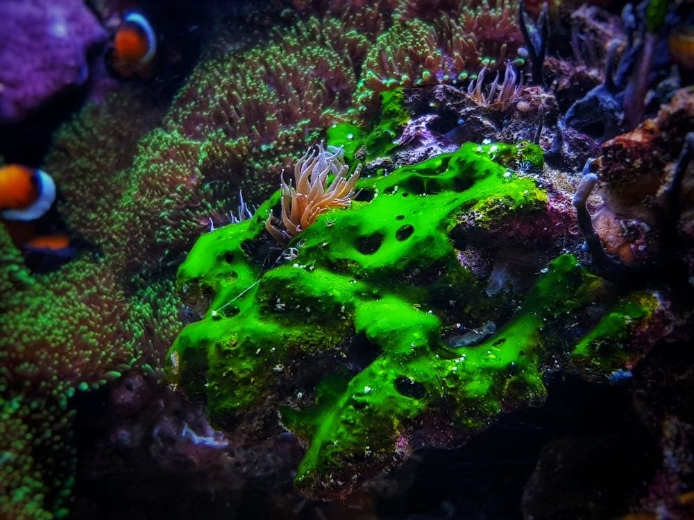 Tảo lam (Blue-Green Algae) là vi khuẩn lam phát triển nhanh trong hồ cá biển khi thiếu dòng chảy và dinh dưỡng dư thừa