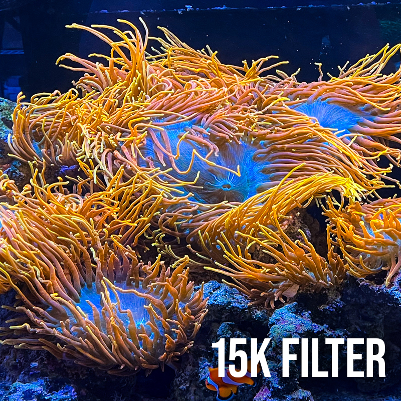 Polyp Lab - Zoox Coral Lens - Ống Kính Chuyên Dụng Chụp Ảnh San Hô