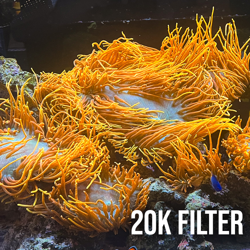 Polyp Lab - Zoox Coral Lens - Ống Kính Chuyên Dụng Chụp Ảnh San Hô