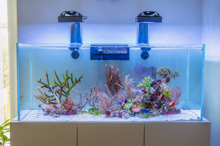 Bể Cá Biển 120cm – Giải Pháp Tối Ưu Cho Không Gian Sinh Động