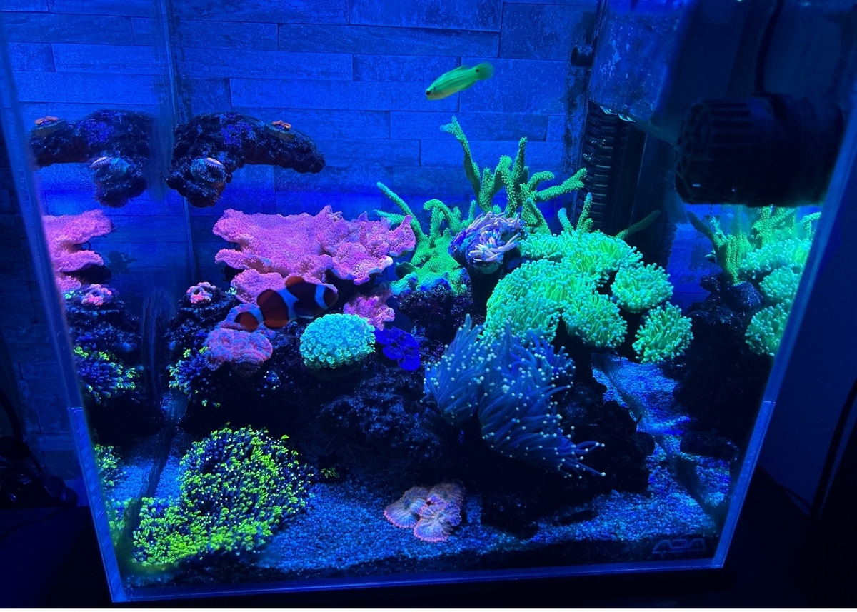 Đèn LED Zoox Super Blue Ray 20W – Ánh Sáng Tối Ưu Cho Bể Cá Biển