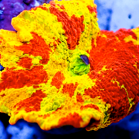 Discosoma Eclectus Jawbreaker – San Hô Discosoma Độc Đáo Cho Bể Cá Biển