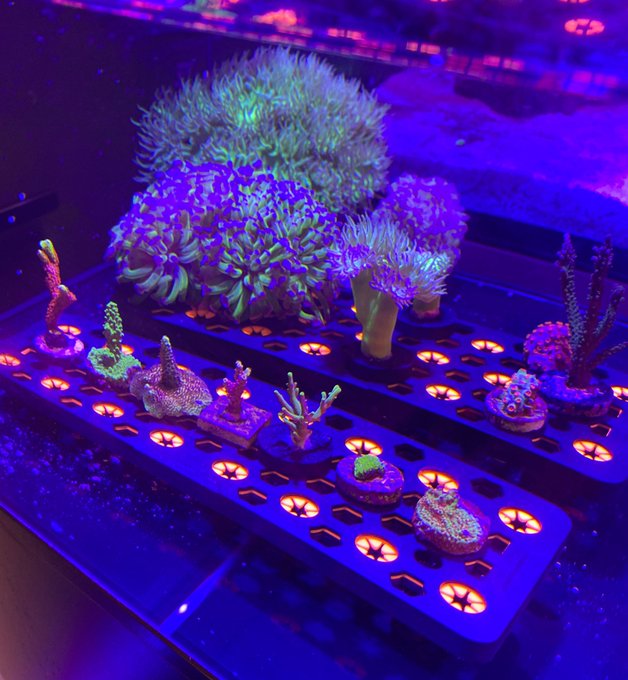 ZOOX Coral Frag Stand Pro Giá đỡ san hô chuyên nghiệp