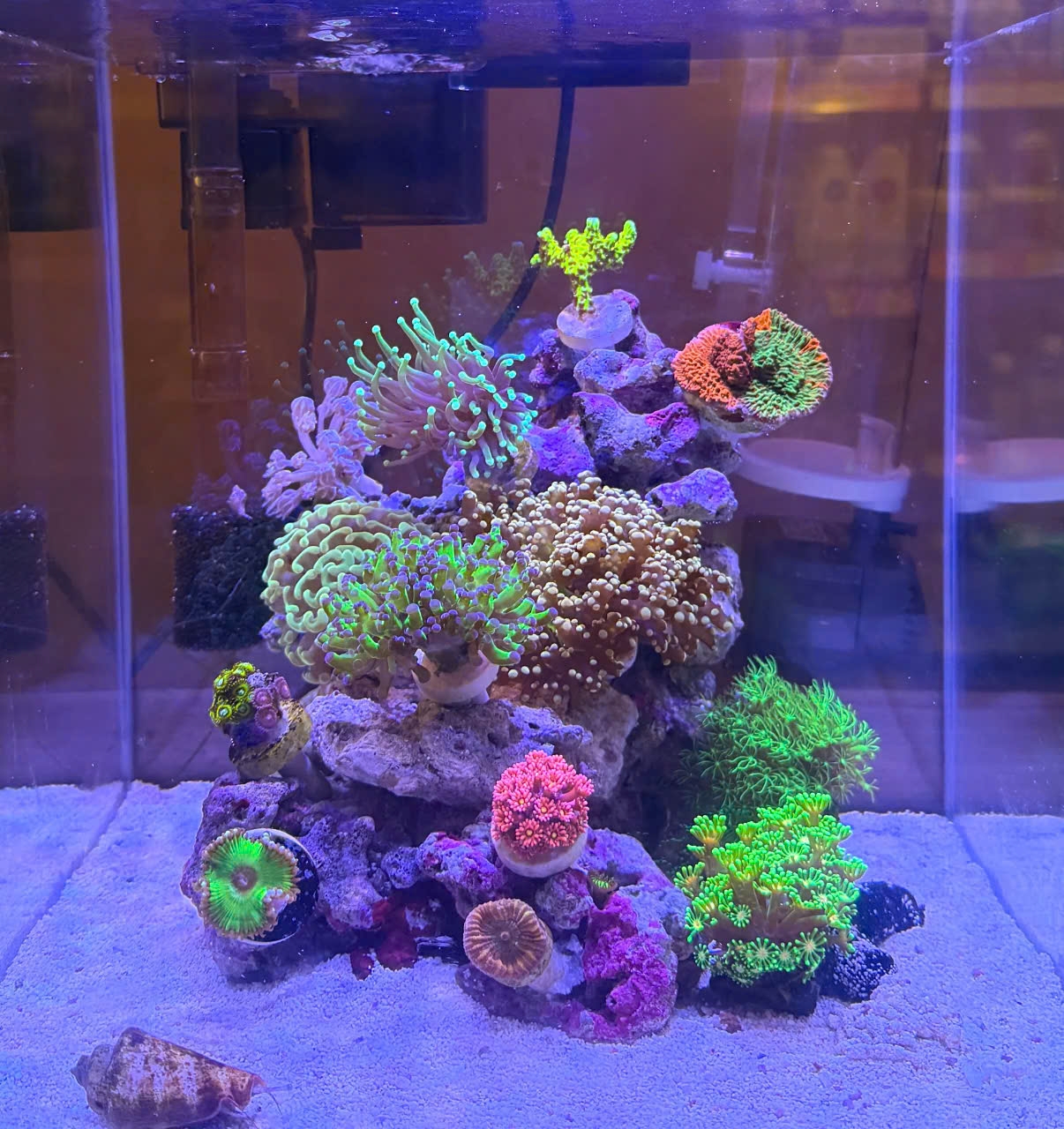 Đèn LED ZOOX Reef Nano 3 – Giải Pháp Chiếu Sáng Cho Bể Cá Biển Mini