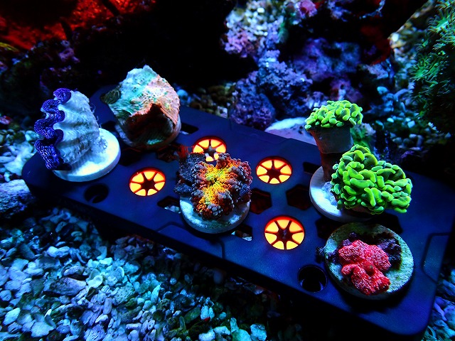 GIÁ ĐỠ FRAG SAN HÔ NAM CHÂM ZOOX CORAL FRAG PRO