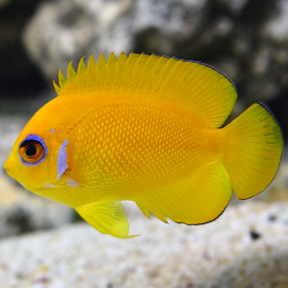 Cá Thiên Thần Lemonpeel (Lemonpeel Angelfish) – Màu Sắc Tươi Sáng, Dễ Chăm Sóc