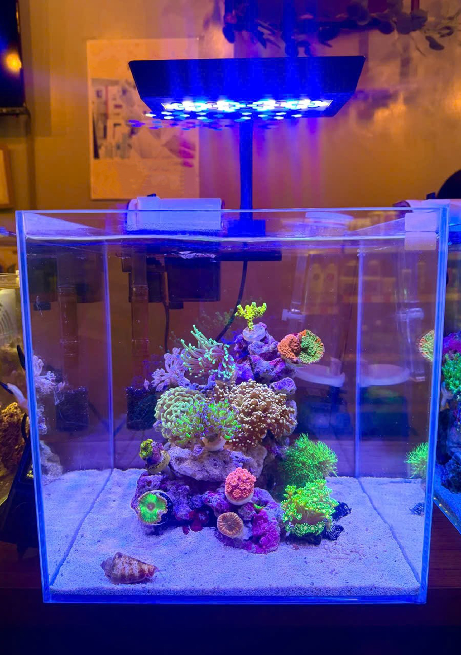 Đèn LED ZOOX Reef Nano 3 – Giải Pháp Chiếu Sáng Cho Bể Cá Biển Mini