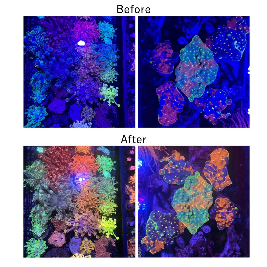 Polyp Lab - Zoox Coral Lens - Ống Kính Chuyên Dụng Chụp Ảnh San Hô