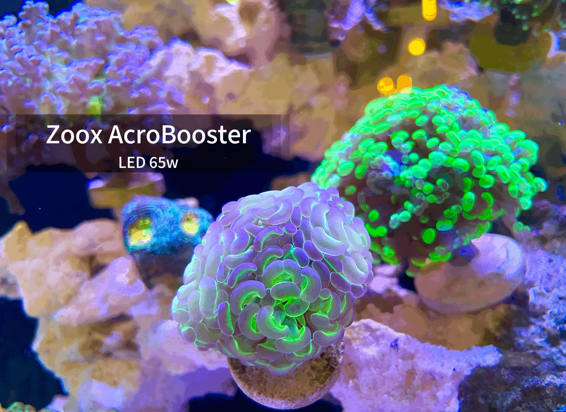 Đèn LED ZOOX AcroBooster 65W – Chiếu Sáng Tối Ưu Cho San Hô SPS & LPS