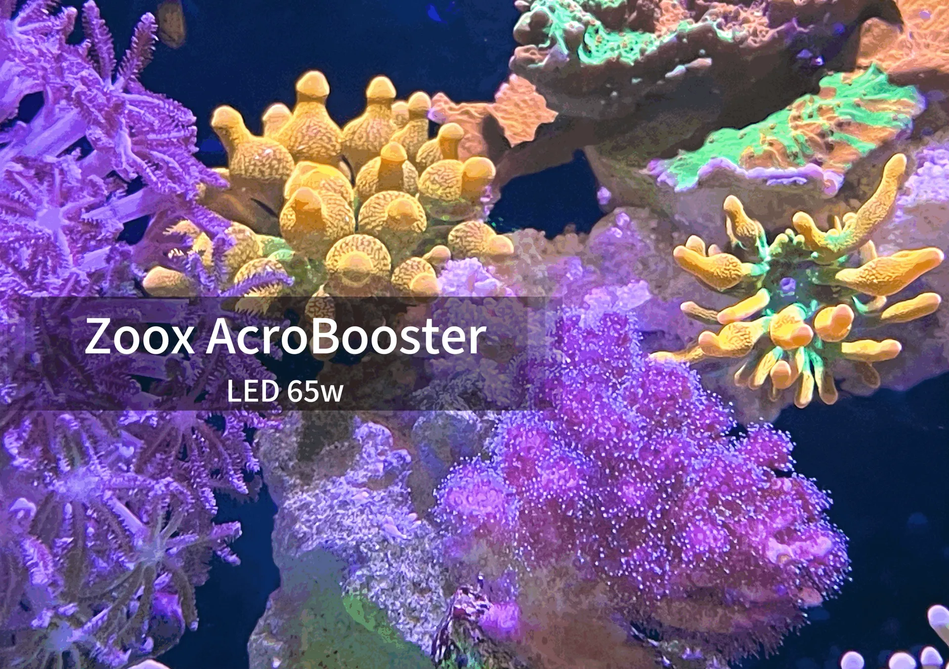 Đèn LED ZOOX AcroBooster 65W – Chiếu Sáng Tối Ưu Cho San Hô SPS & LPS