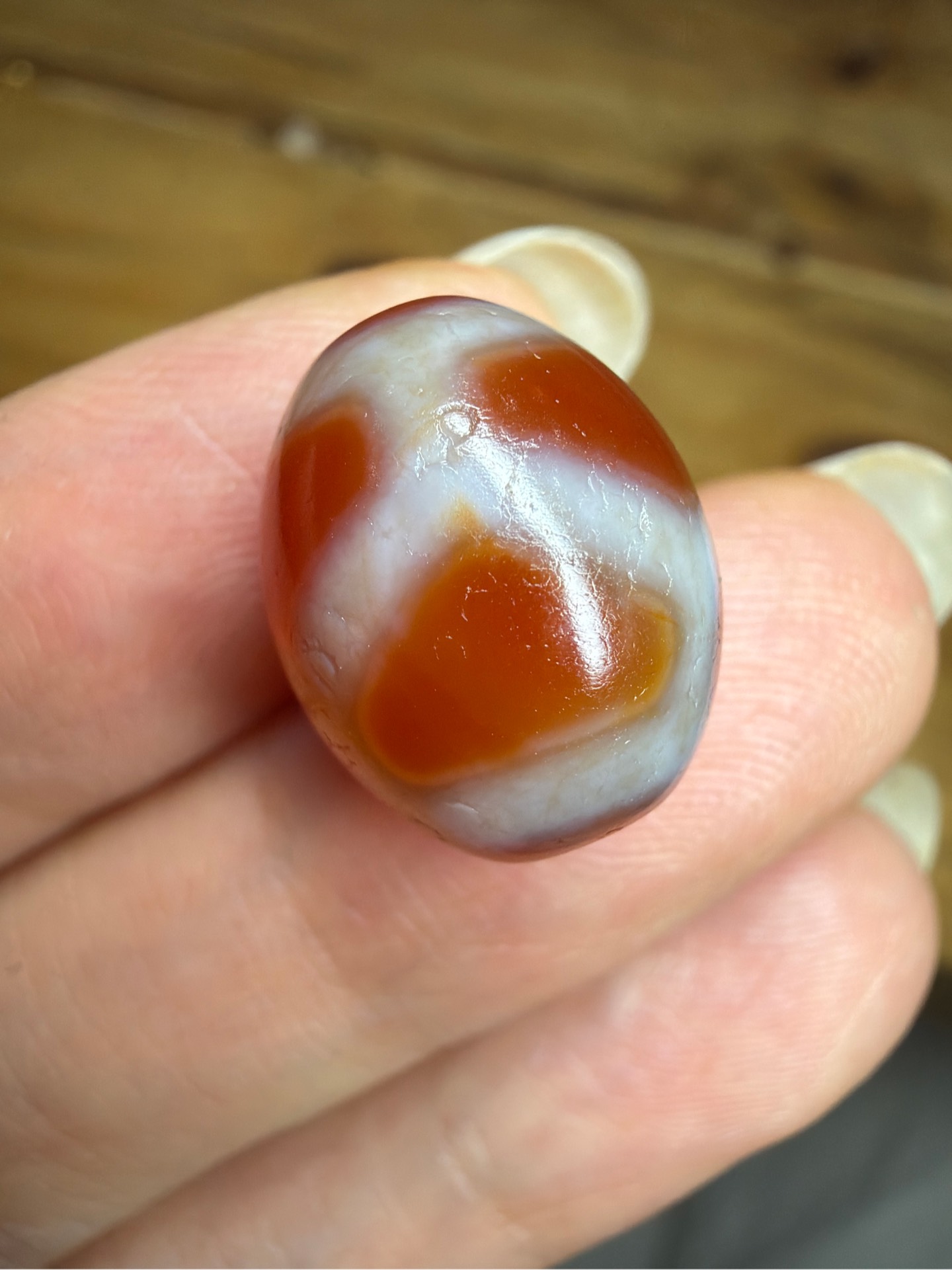 Tiny mai rùa chu dzi cam đỏ