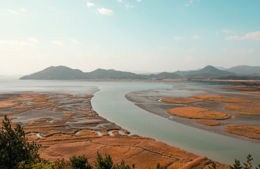 Suncheon Bay: Thánh địa của Động vật và Thực vật Quý Hiếm