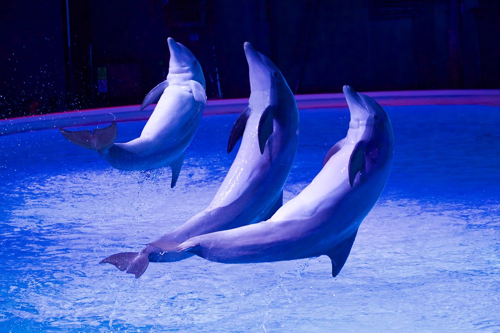 Kolmården Zoo: Kỳ Quan Thiên Nhiên và Sự Phong Phú Của Động Vật