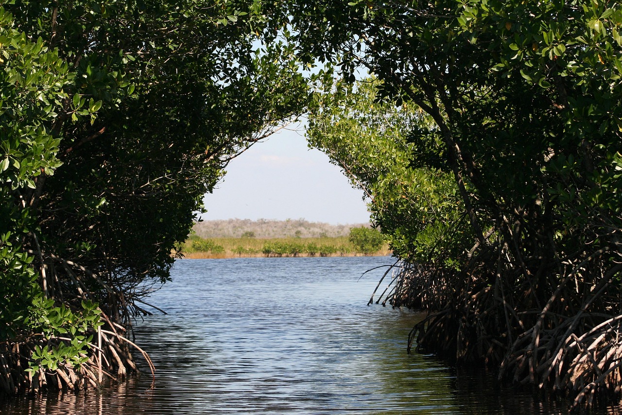 Đồng Cỏ Everglades: Biểu tượng thiên nhiên vô song của Florida