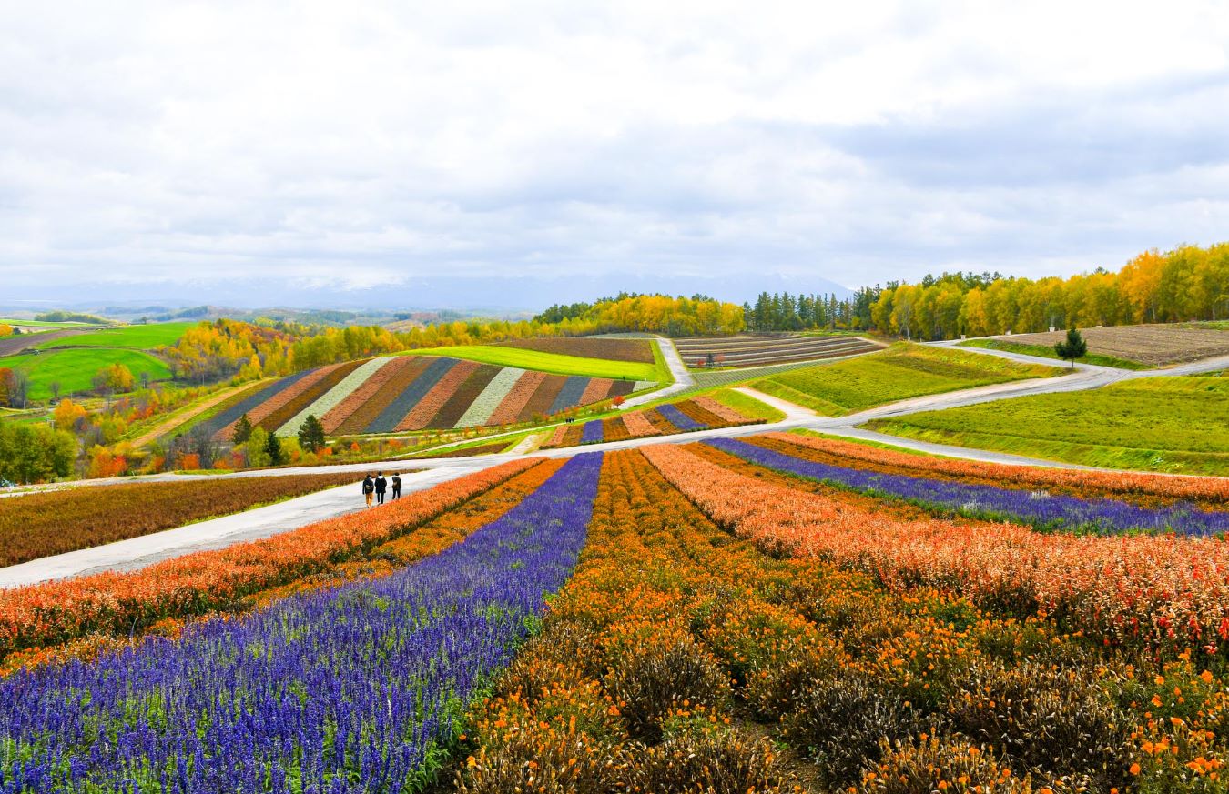 Furano: cánh đồng hoa thiên đường tại Hokkaido-Nhật Bản