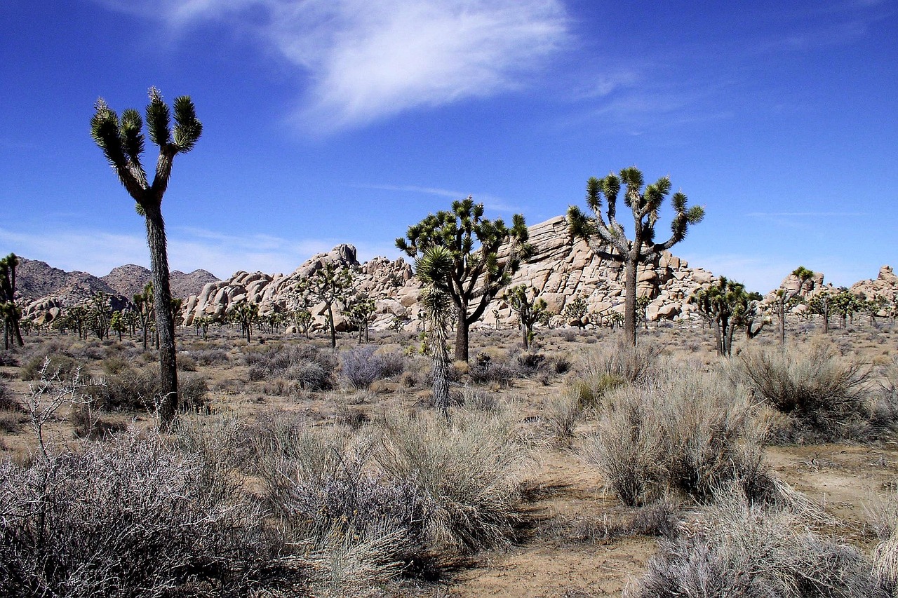 Sa mạc Joshua Tree: Hành trình khám phá bí ẩn thiên nhiên