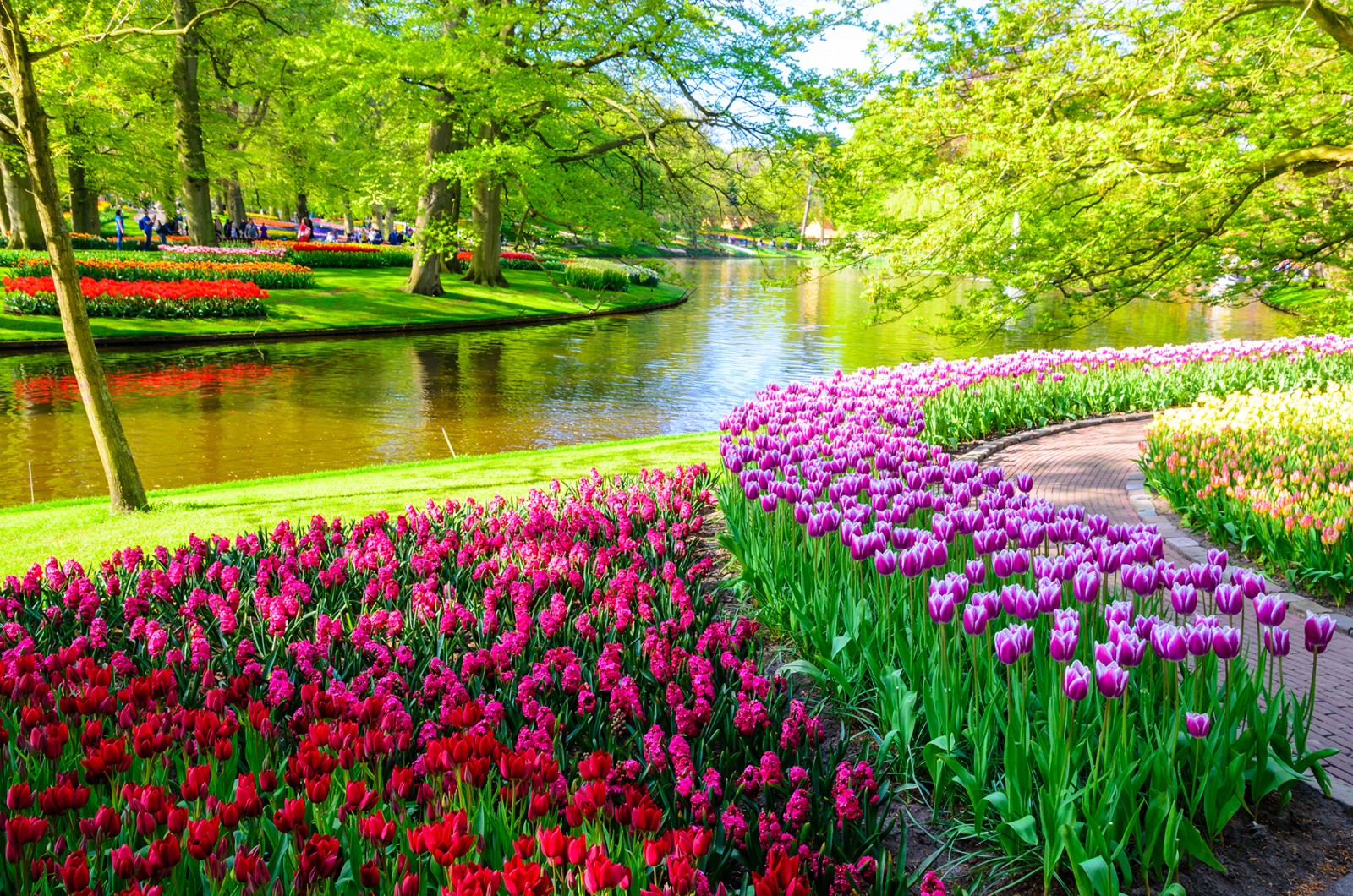 Keukenhof: Thiên Đường Hoa Tulip của Hà Lan