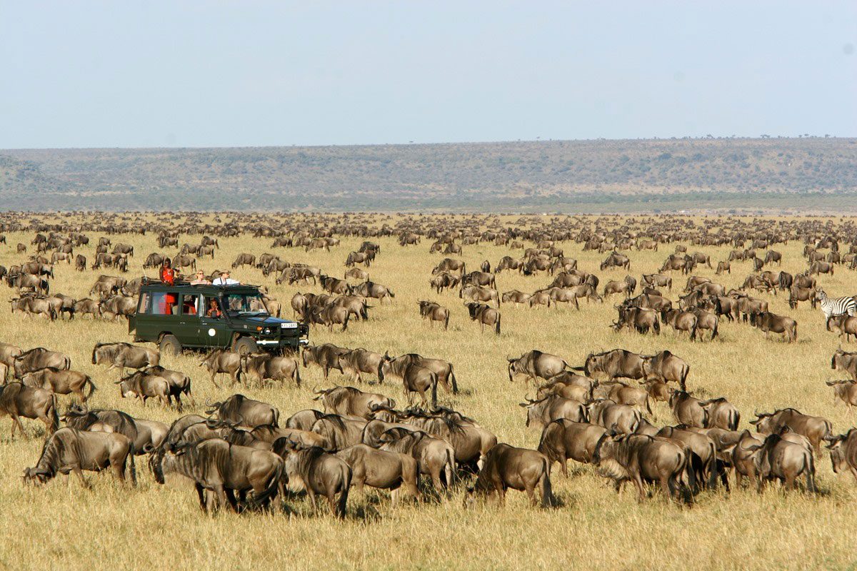 Masai Mara: Hành trình Khám Phá Đẹp Hoàng Dã và Mùa Di Cư Kỳ Diệu