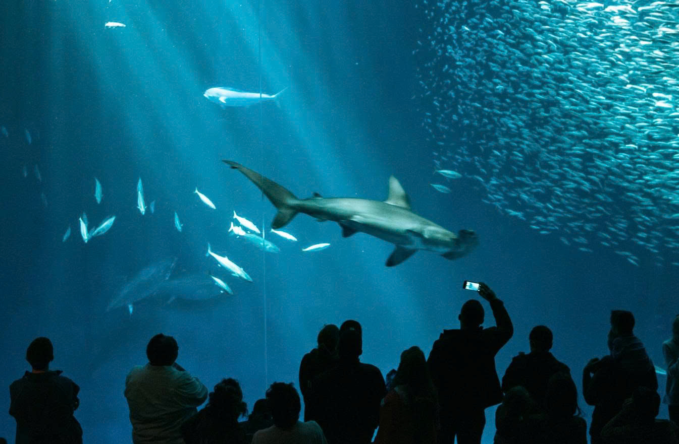 Monterey Bay Aquarium: Hành Trình Khám Phá Thế Giới Biển Cả