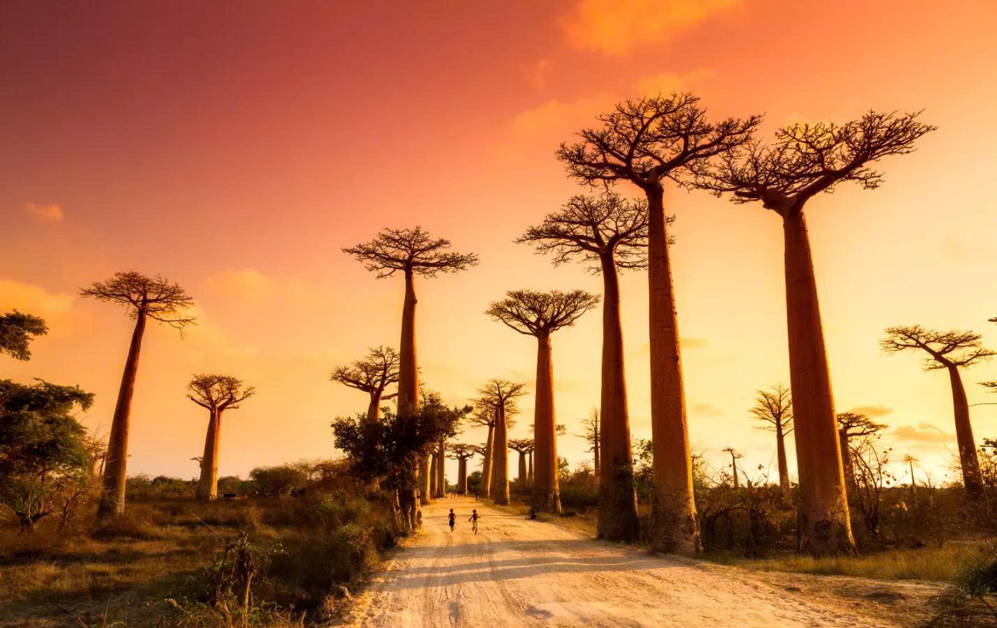 Morondava – Nơi Hòa Mình Giữa Đại Dương Và Rừng Nguyên Sinh