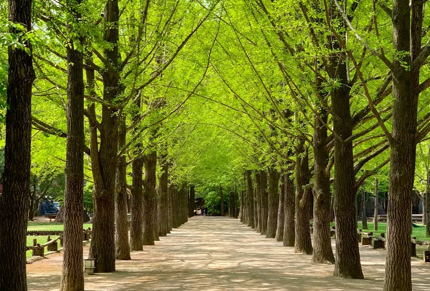 Nami Island: Nơi Sống Động của Những Câu Chuyện Ngôn Tình