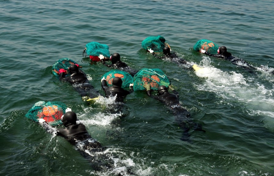 Haenyeo: Những Nữ Thủy Thủ Tài Ba của Biển Đảo Hàn Quốc
