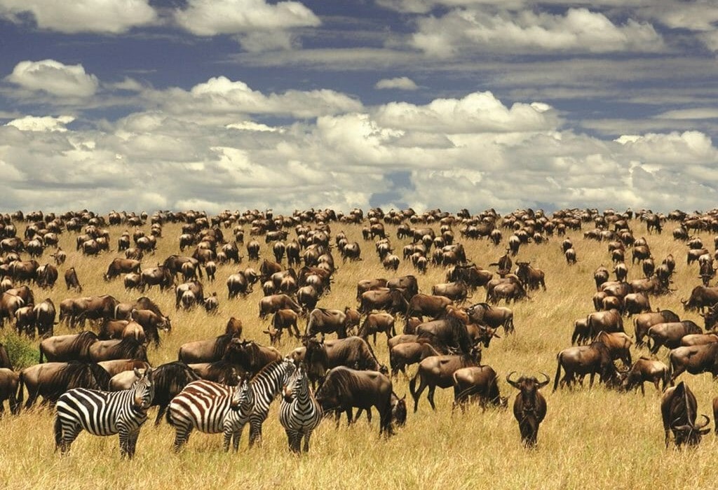 Hành trình Phiêu lưu Vườn Quốc Gia Serengeti: Nguồn Cảm Hứng Hoàng Dã và Kỳ Diệu Động Vật