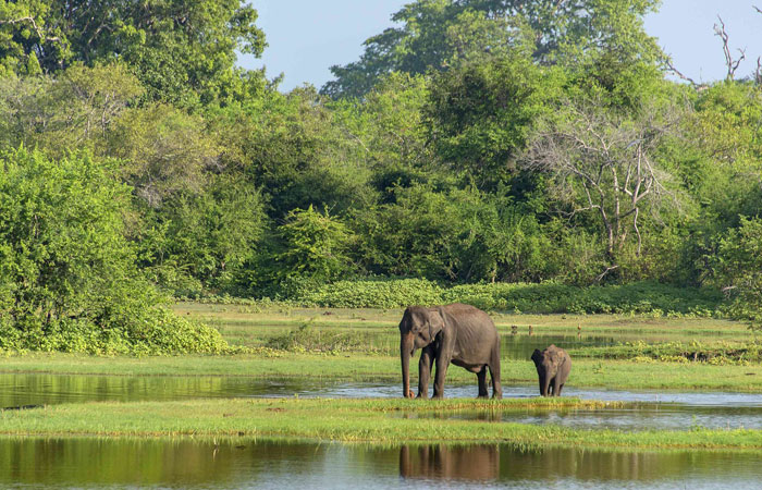 Nhịp Sống Hoang Dã: Wasgamuwa và Sự Phong Phú Của Động Vật