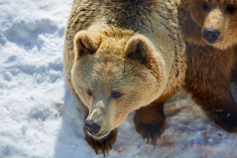Lycksele Zoo: Khám Phá Thế Giới Động Vật Hoang Dã ở Thụy Điển