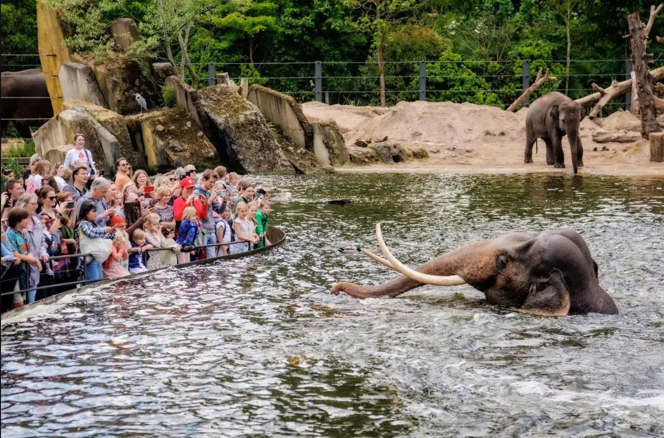 Zoo Artis: Khám Phá Thế Giới Động Vật và Nghệ Thuật ở Amsterdam