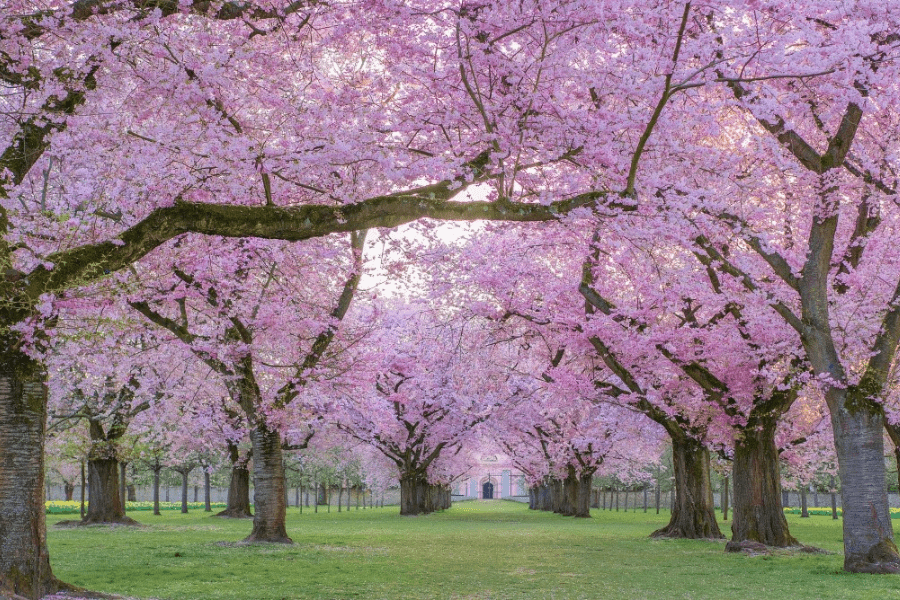 Đông Tây Canada mùa hoa anh đào