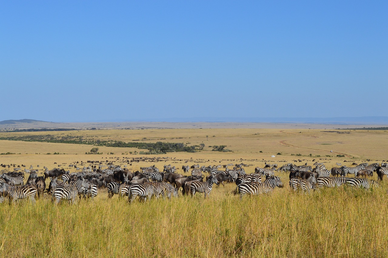 Ngắm Động Vật Hoang Dã Tuyệt Nhất Châu Phi – Kenya Safari